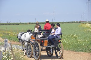 Horse carriage tour
