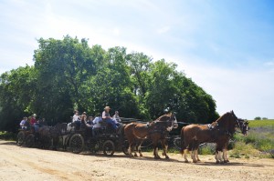 horse carriage tour