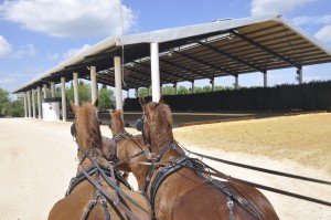 horse carriage tour